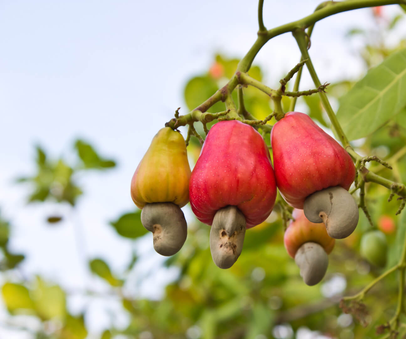 Cashew nuts on tree