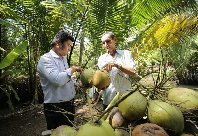 Checking coconuts