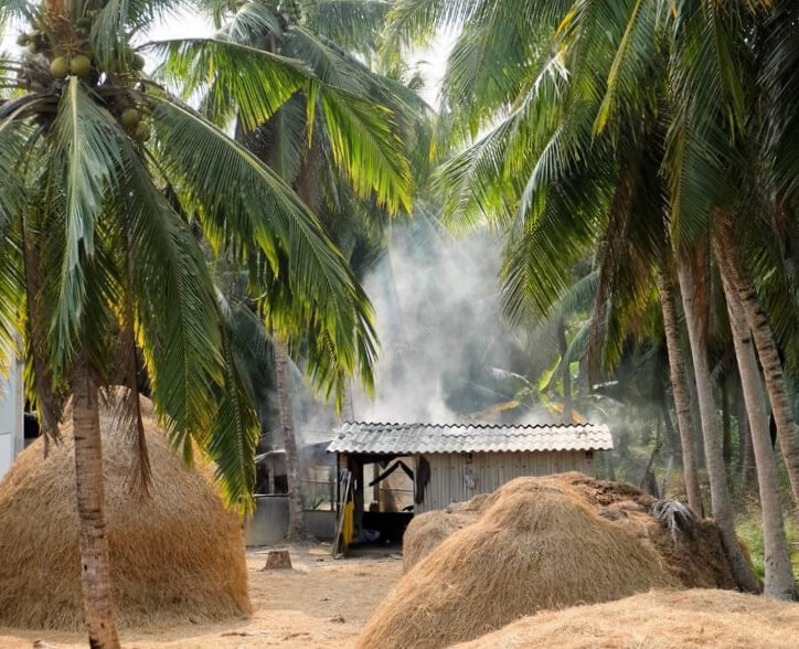 coconut trees and hut