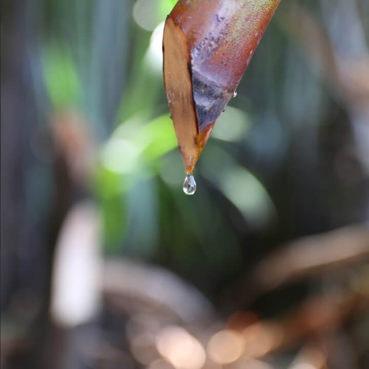 Drop of organic sweetener