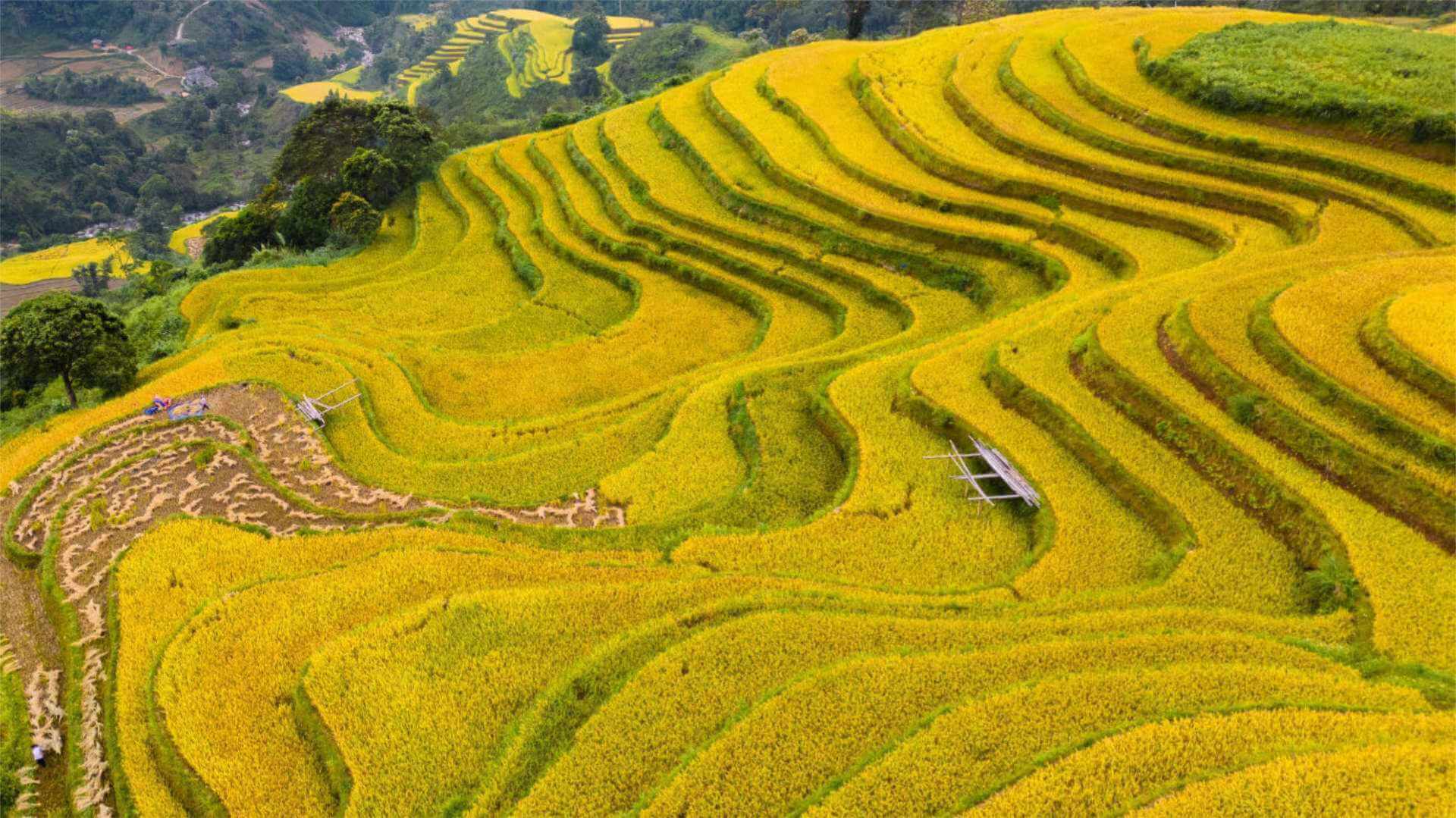 Ha giang fields changed
